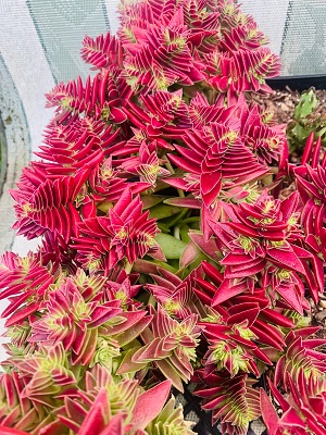 Crassula Sharks Tooth